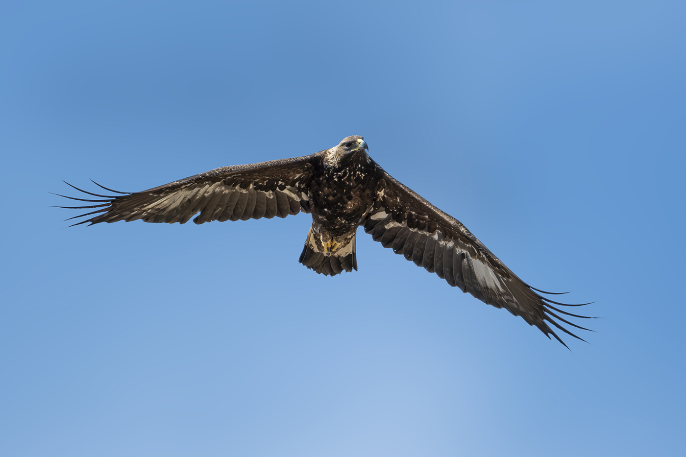 Chevrette dans les champs alpins